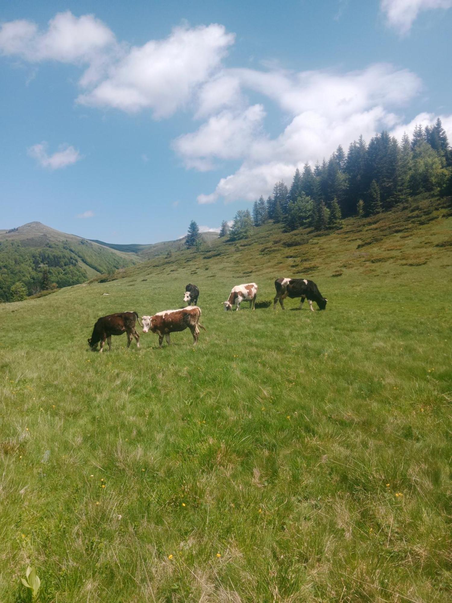 Katun Siska Medna Dolina Villa Berane Exteriör bild